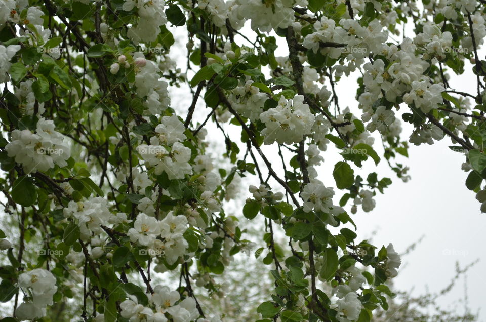 The apple tree in blossom