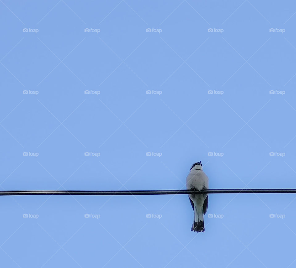 Blue sky and the bird on wire