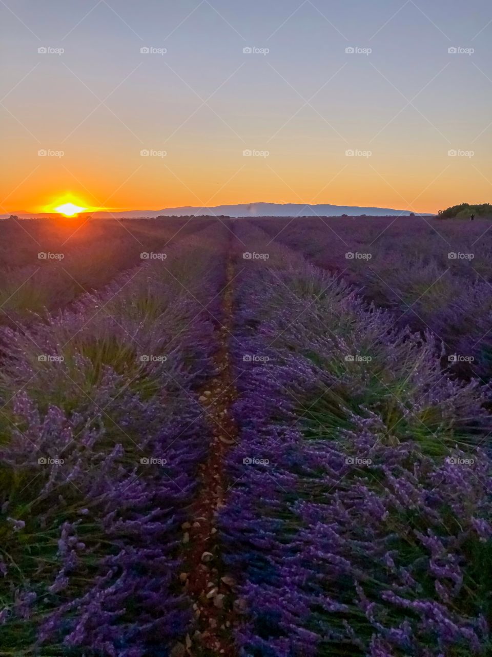 Lavander sunset