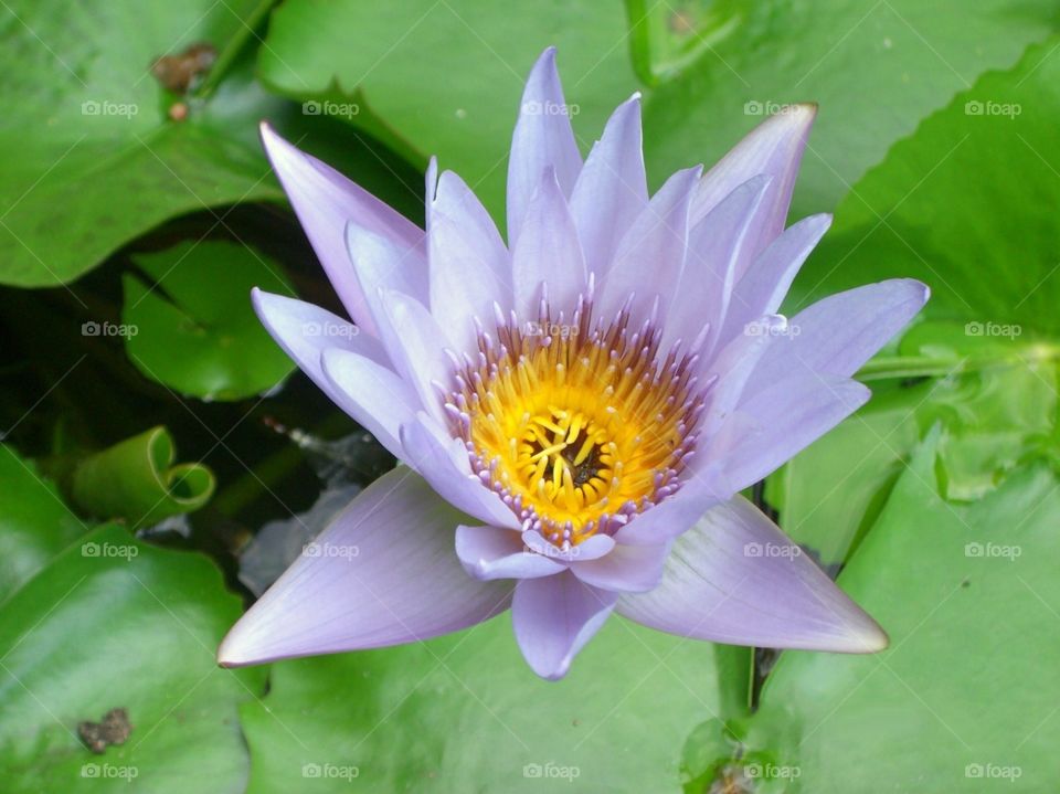 lotus