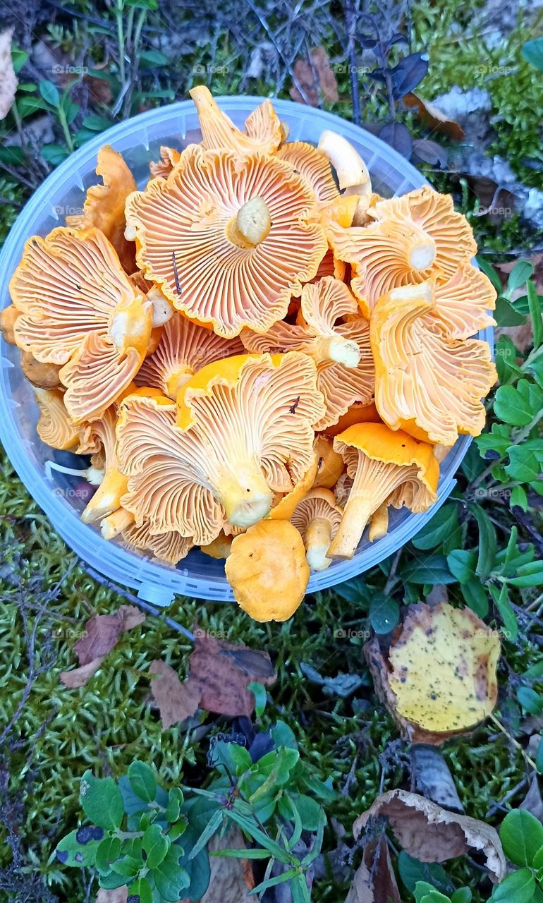 mushrooms summer food collection in the forest green background, beautiful texture top view