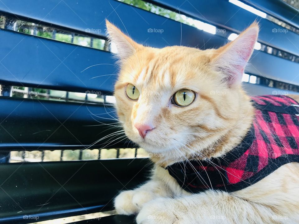 Darling orange tabby cat sitting on bench enjoying his morning stroller ride break at the beach! 