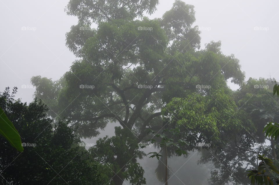 Mango tree covered with mist