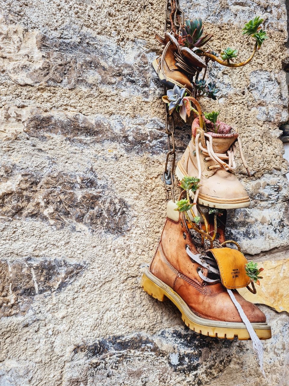 succulents potted in winter shoes of various sizes