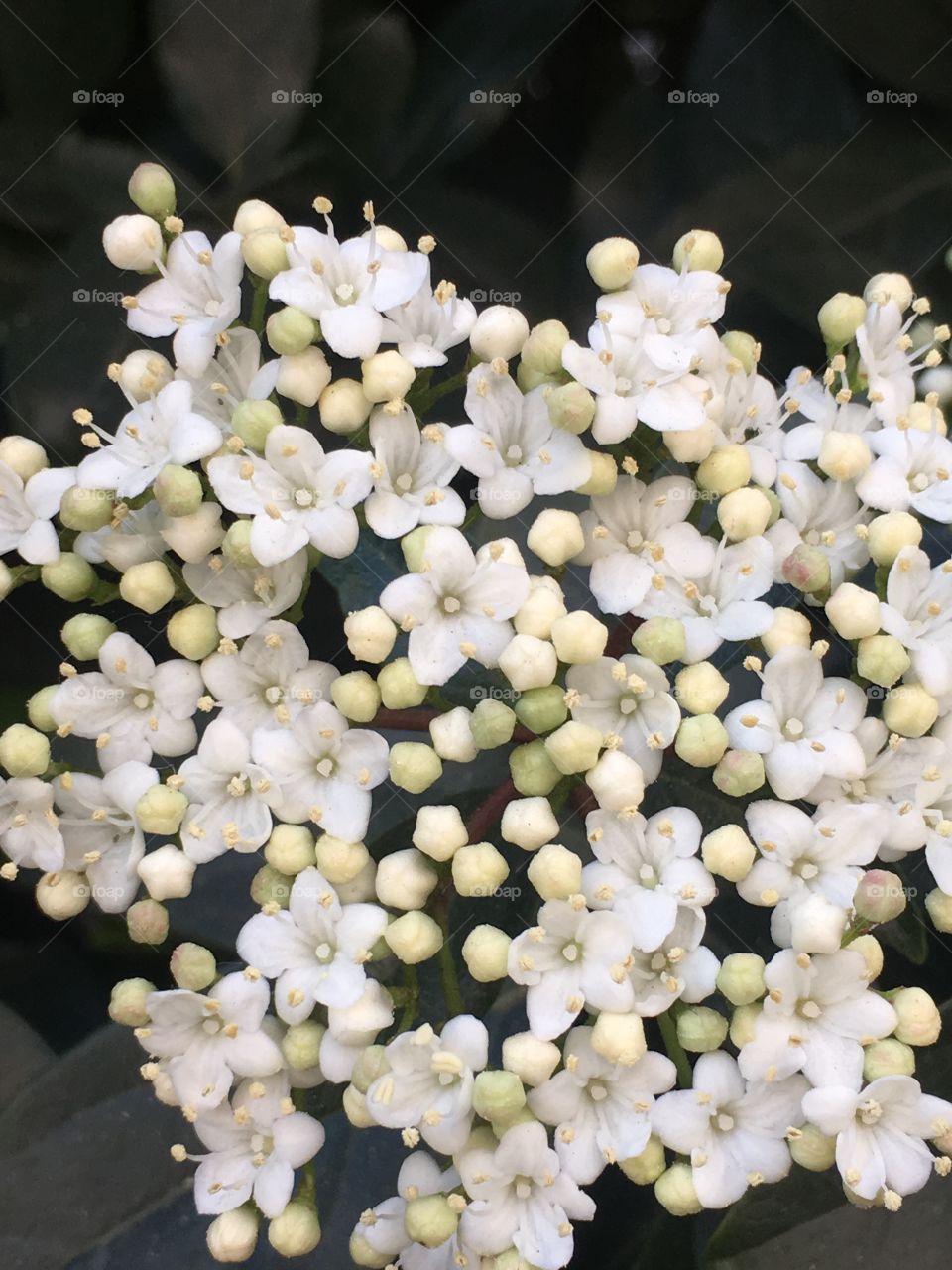 Flores blancas del arbusto Laurentino durillo