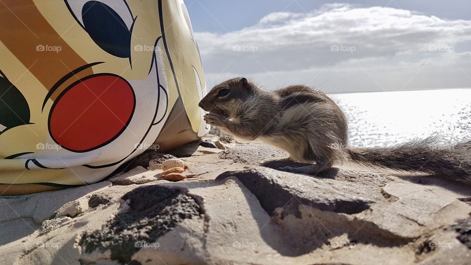 Cute chipmunk sitting eating a peanut in front of A Chip and Dale tote bag on a sunny day by the sea  - en gullig jordekorre sitter och äter en jordnöt framför en Piff och Puff väska en solig dag vid havet 