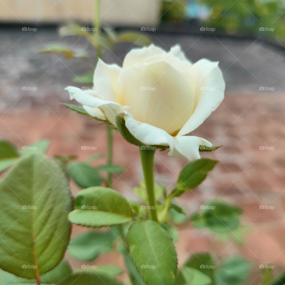 single rose