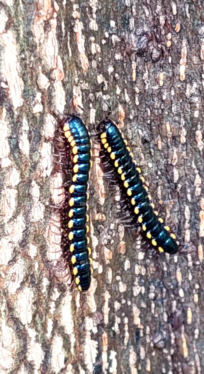 Harpaphe haydeniana, commonly known as the yellow-spotted millipede, almond-scented millipede or cyanide millipede, is a species of polydesmidan millipede