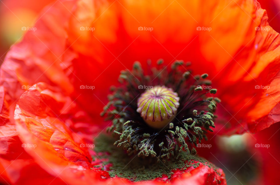 Blooming red poppy close up