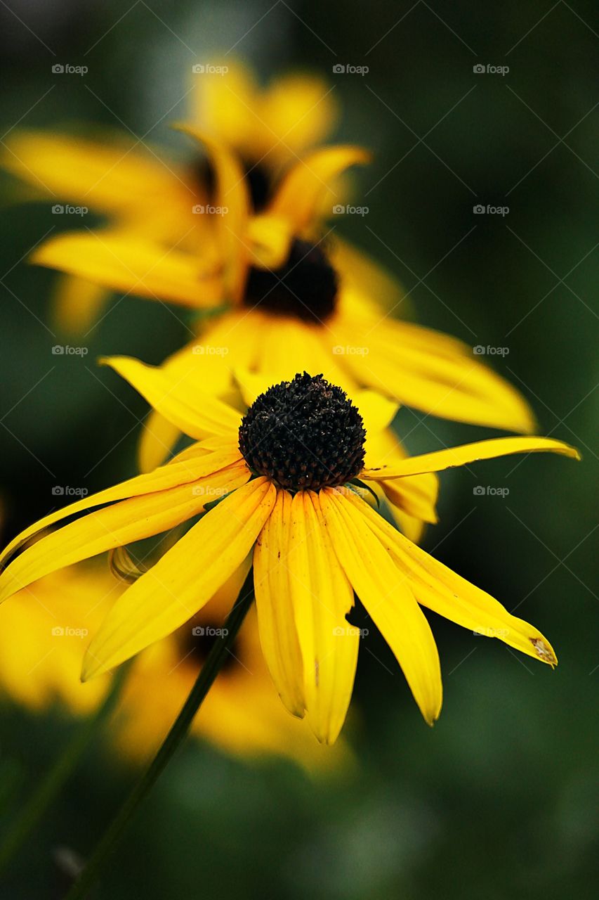 Yellow. Yellow flower in a garden. 