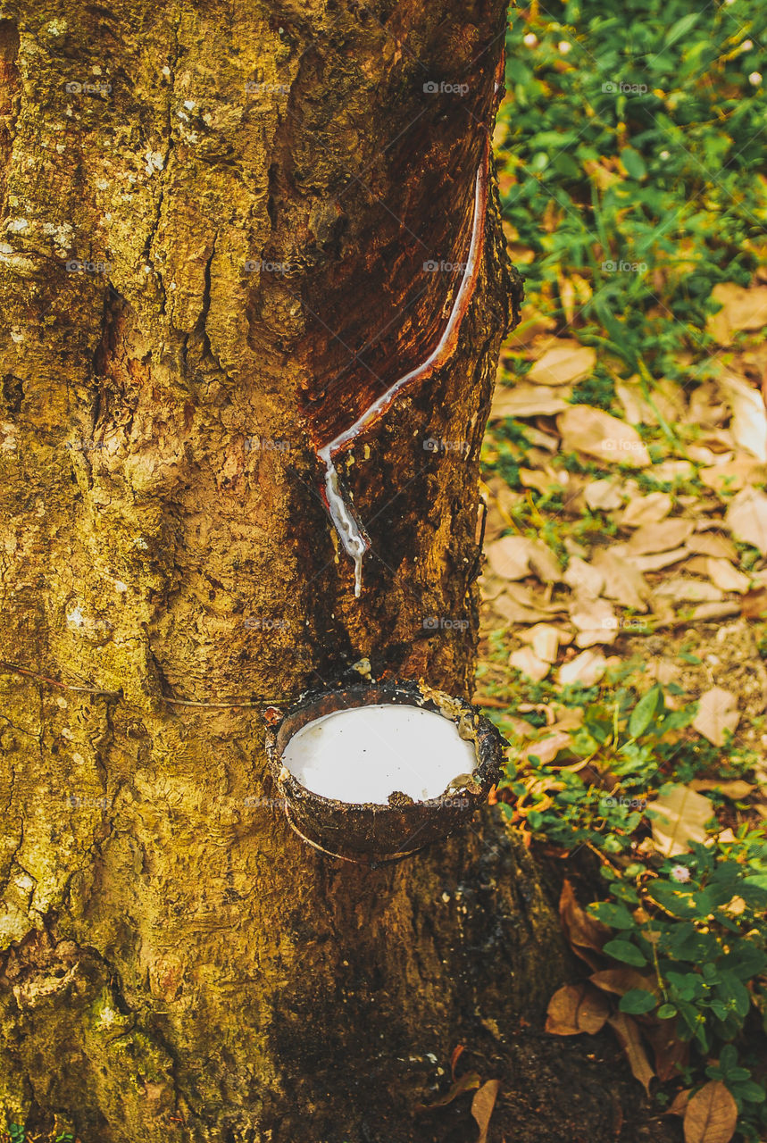 Rubber extraction natural