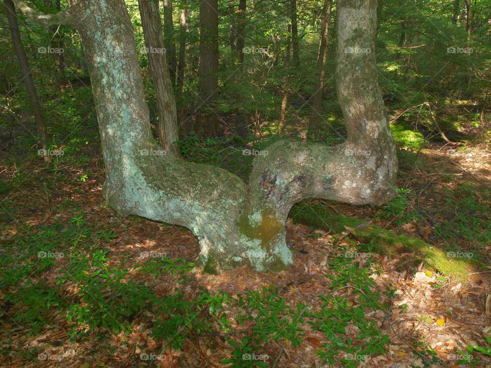 Split Tree