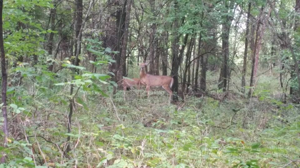 deer in nature