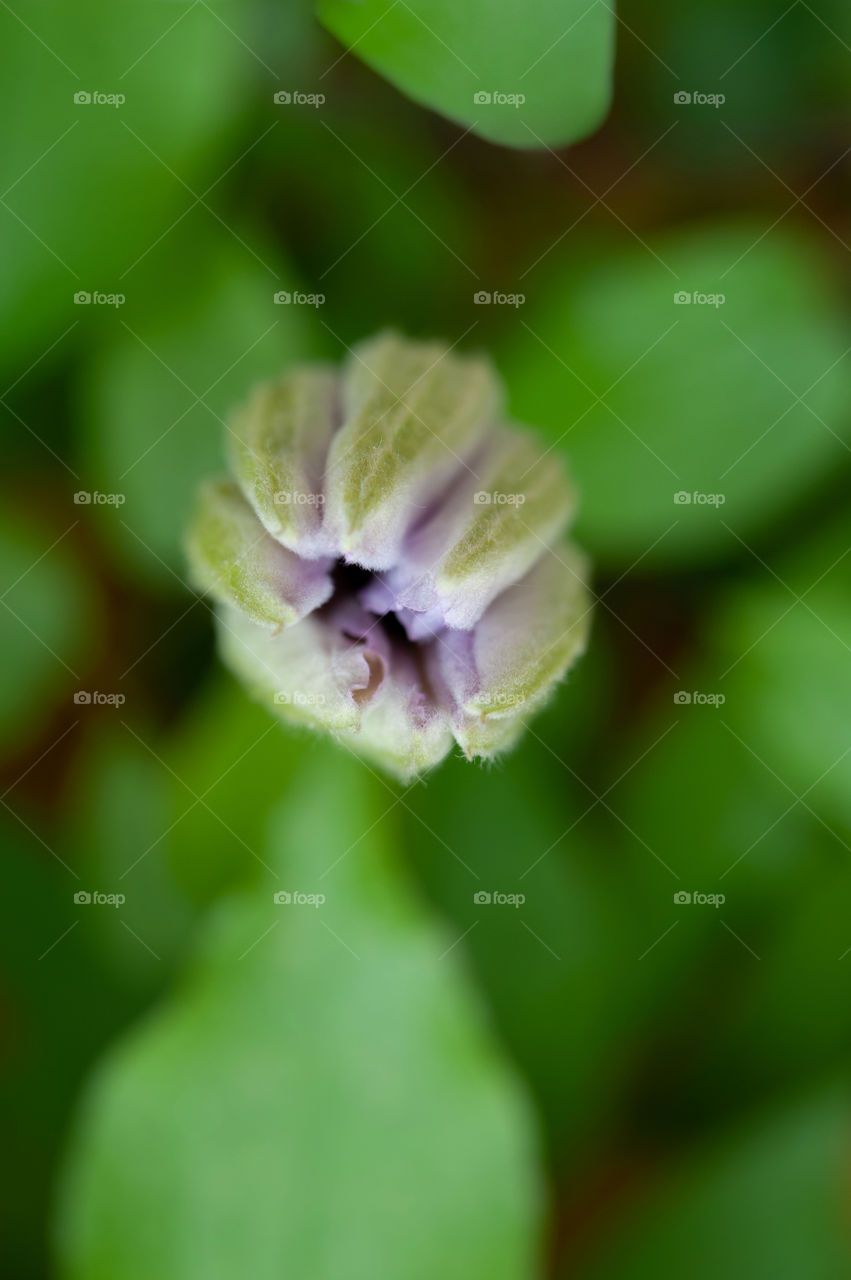 Clematis bud.