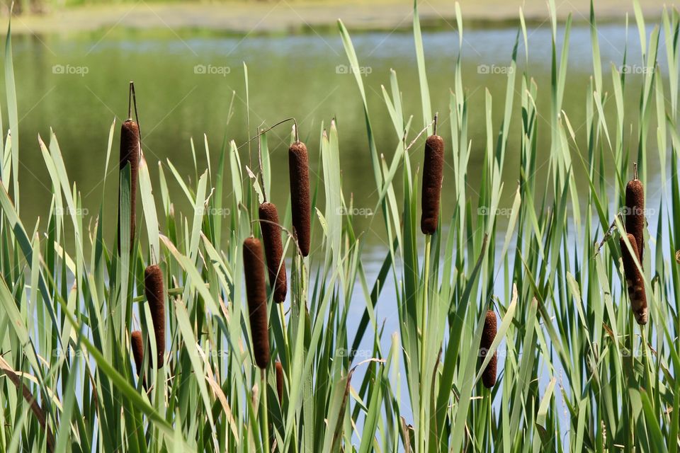 Cattails