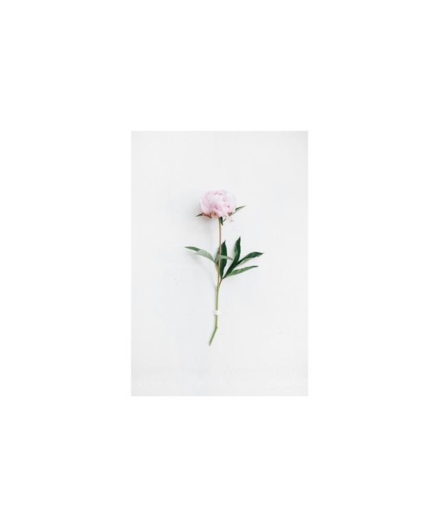 Minimal Single Flower