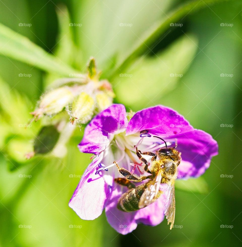 Bee in purple flower