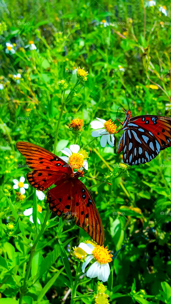 Butterfly feeding