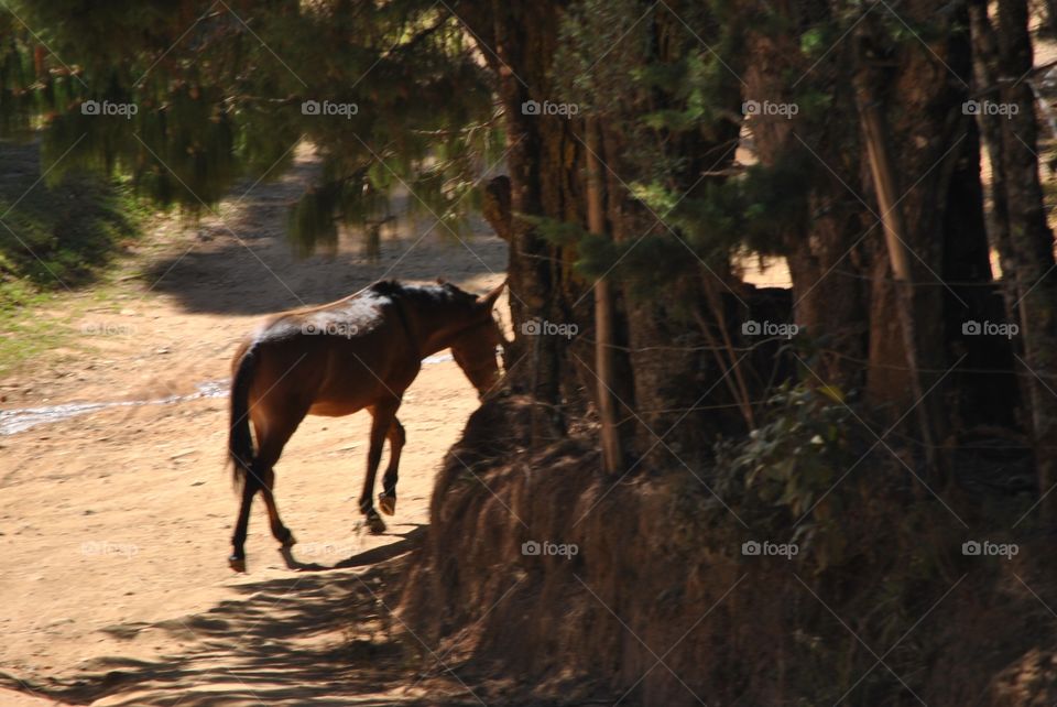 I'm a horse, I'm going home.