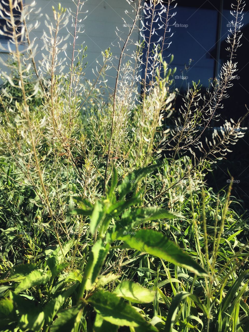 Weeds are the wildest things, but they make everything green in the sunshine! 