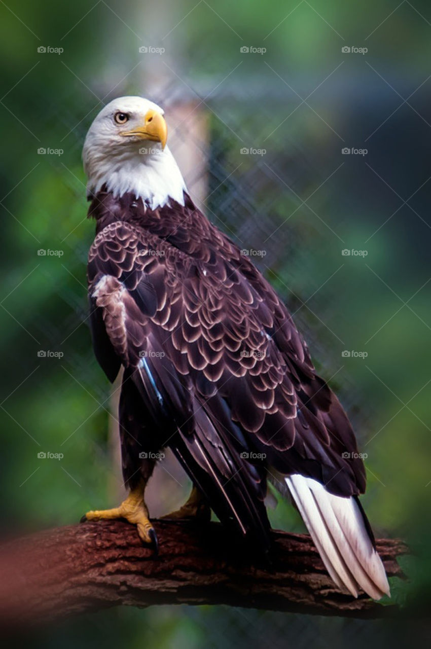 bald head eagle
