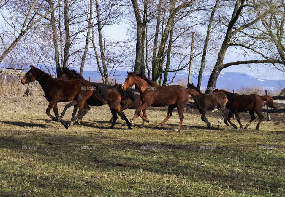 horses