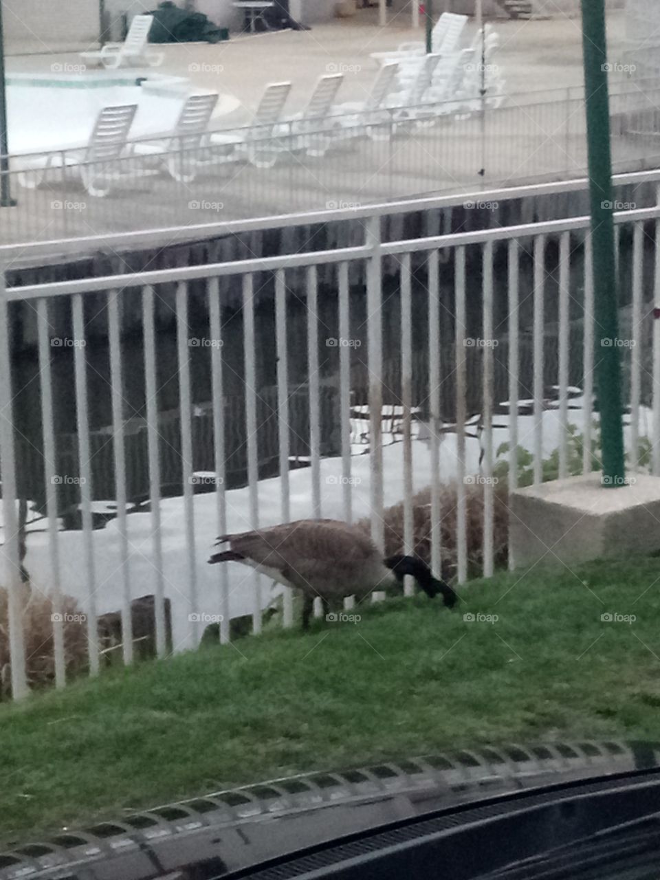 Canadian geese