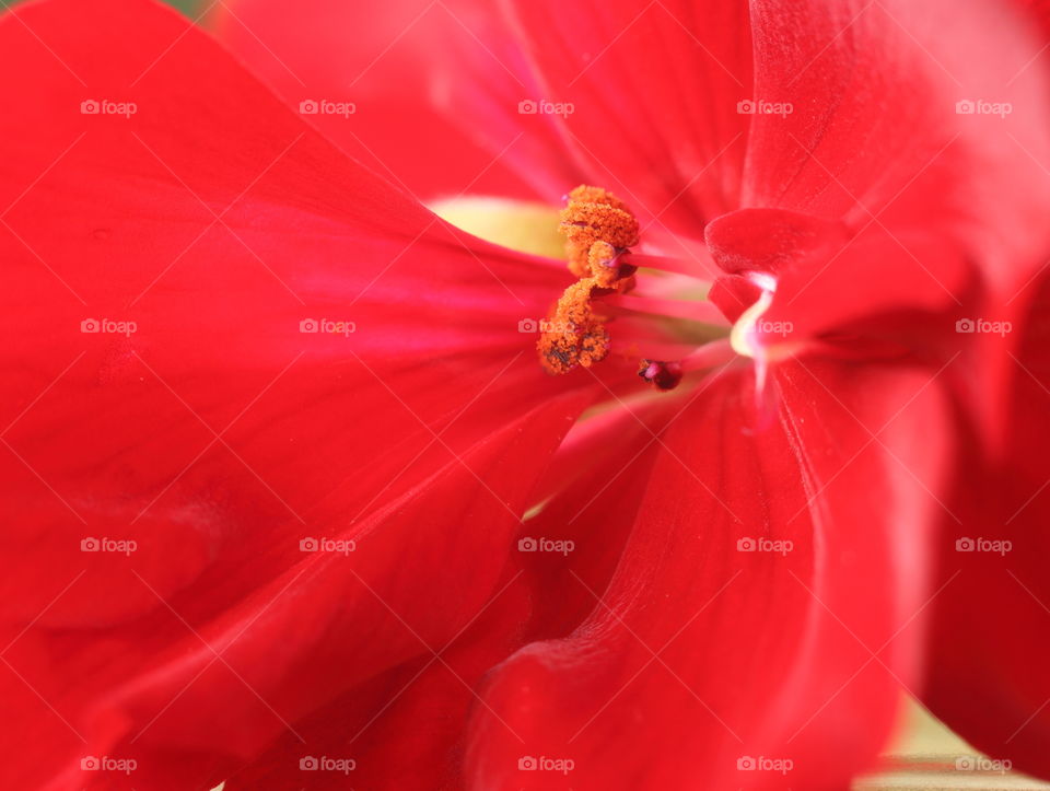 Close of geranium flower