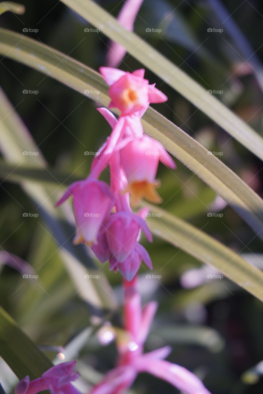 Pale Stonecrop 
Springs 
California Flower