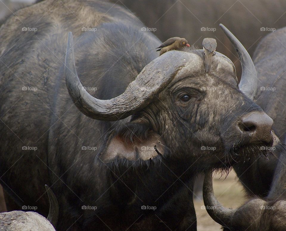 A buffalo at the watering hole covered in ox peckers 