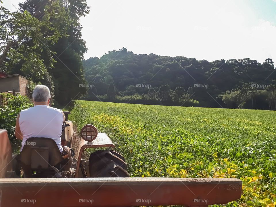 Man driving Tractor beside Soybean plantation.