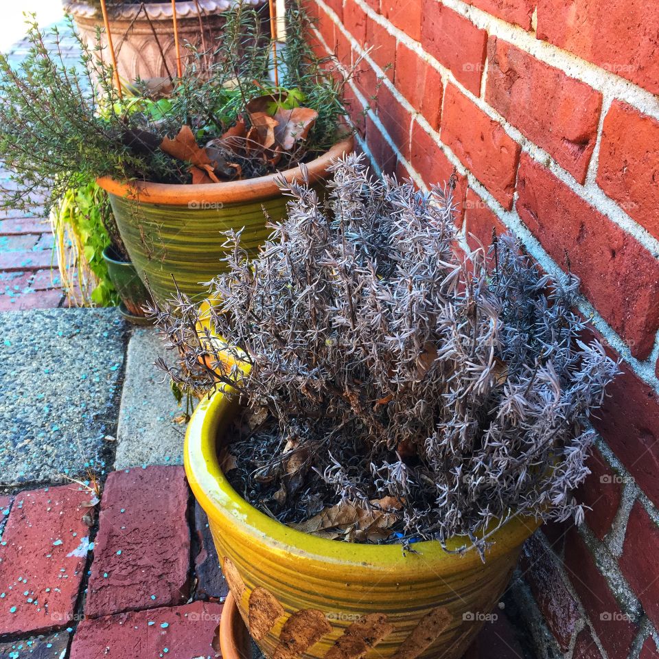 Lavender grows in a yellow pot next to a brick wall on a brick walkway. Other plants are visible in pots in the background.
