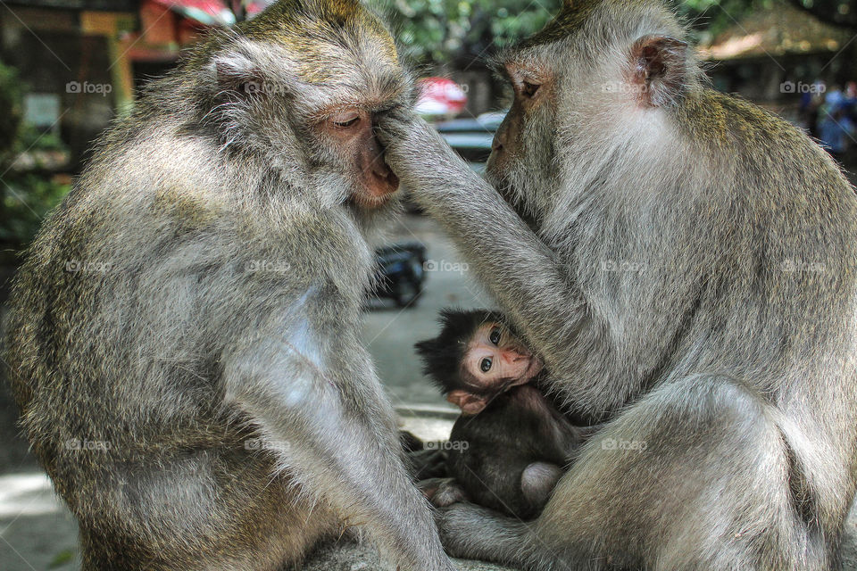 Family of monkey