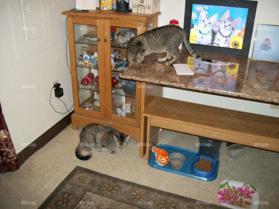 Cats playing on table