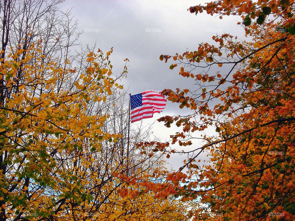 spring leaves autumn usa by damienstjohn