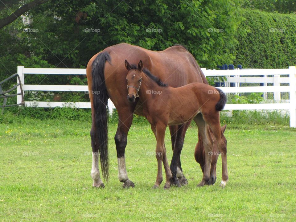 Filly and dam