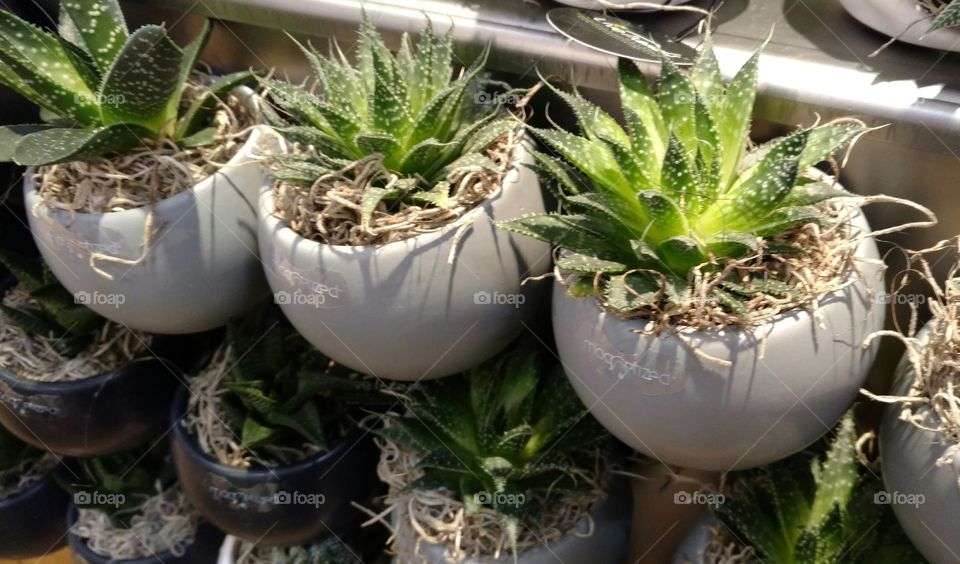 House Plants in Pots