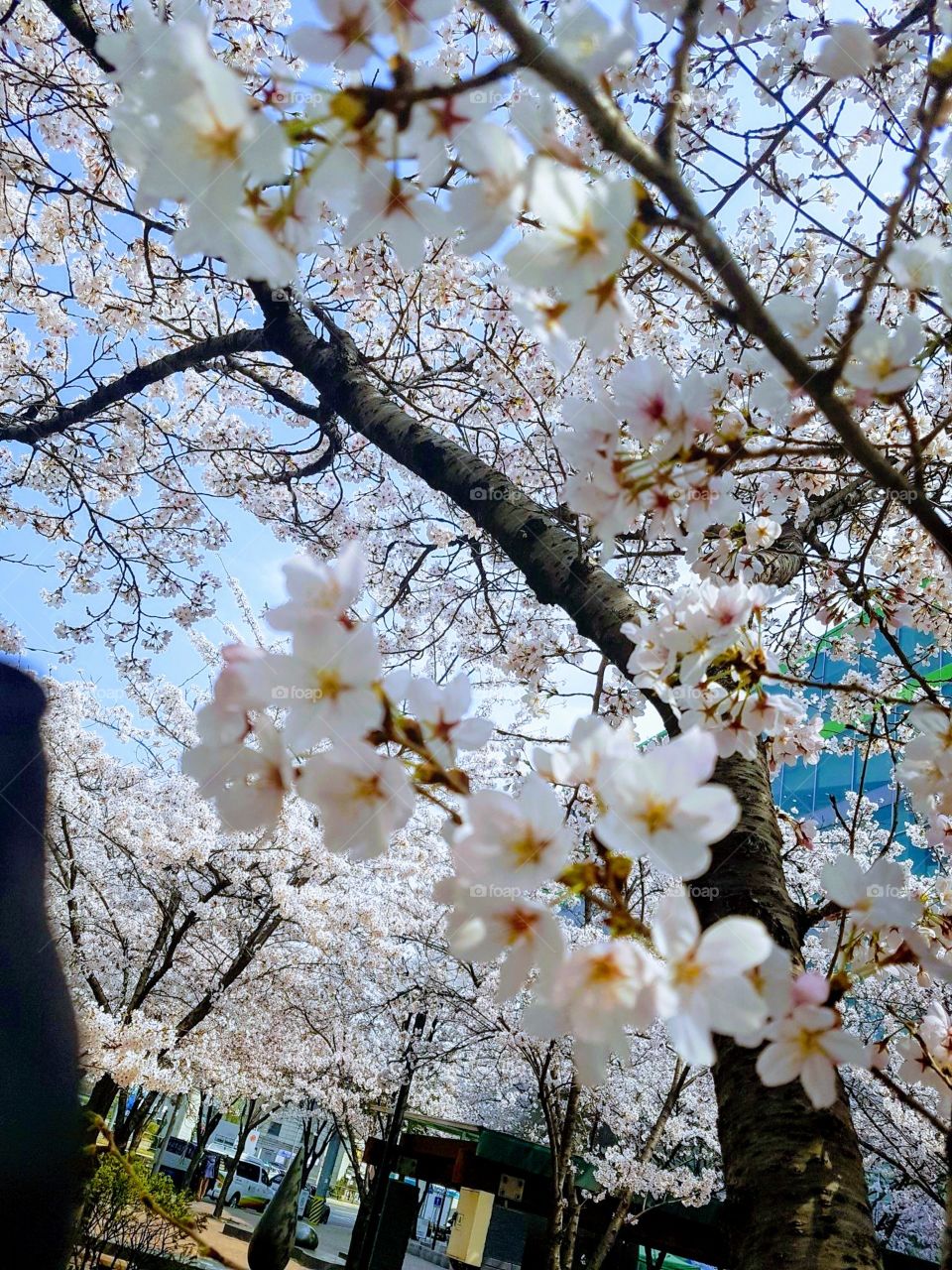 The Trees that blooms flower During Autumn season  In South korea.