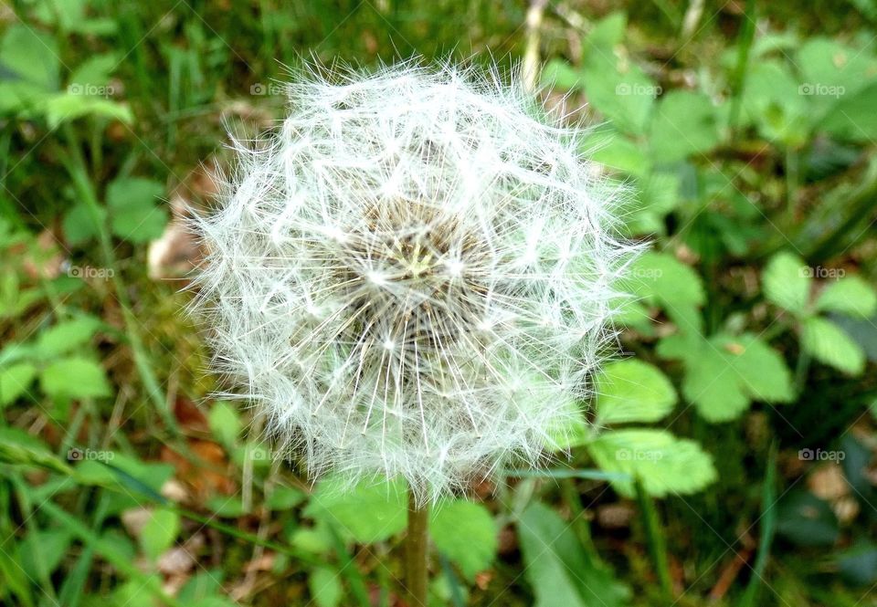 Pusteblume
