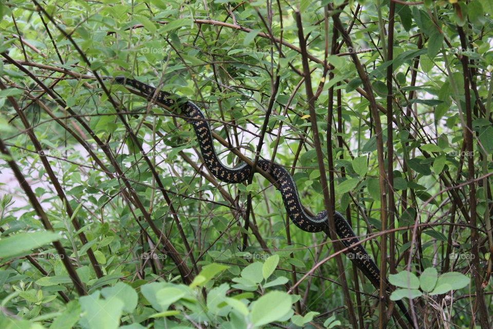 Snake. Snake hiding in the trees of the Tualatin Hills Nature Park,  Beaverton, Oregon. 