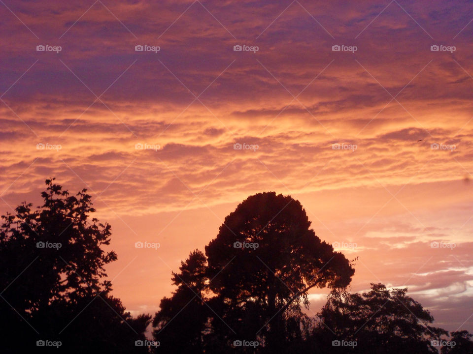 sky tree sunset by graham.harris