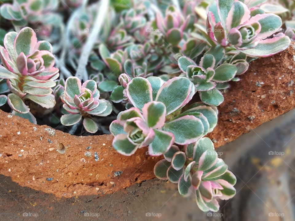 Green succulent in broken pot