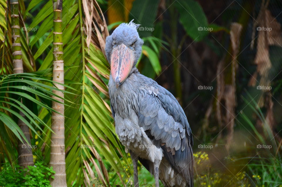 Beautiful Shoebill Stork