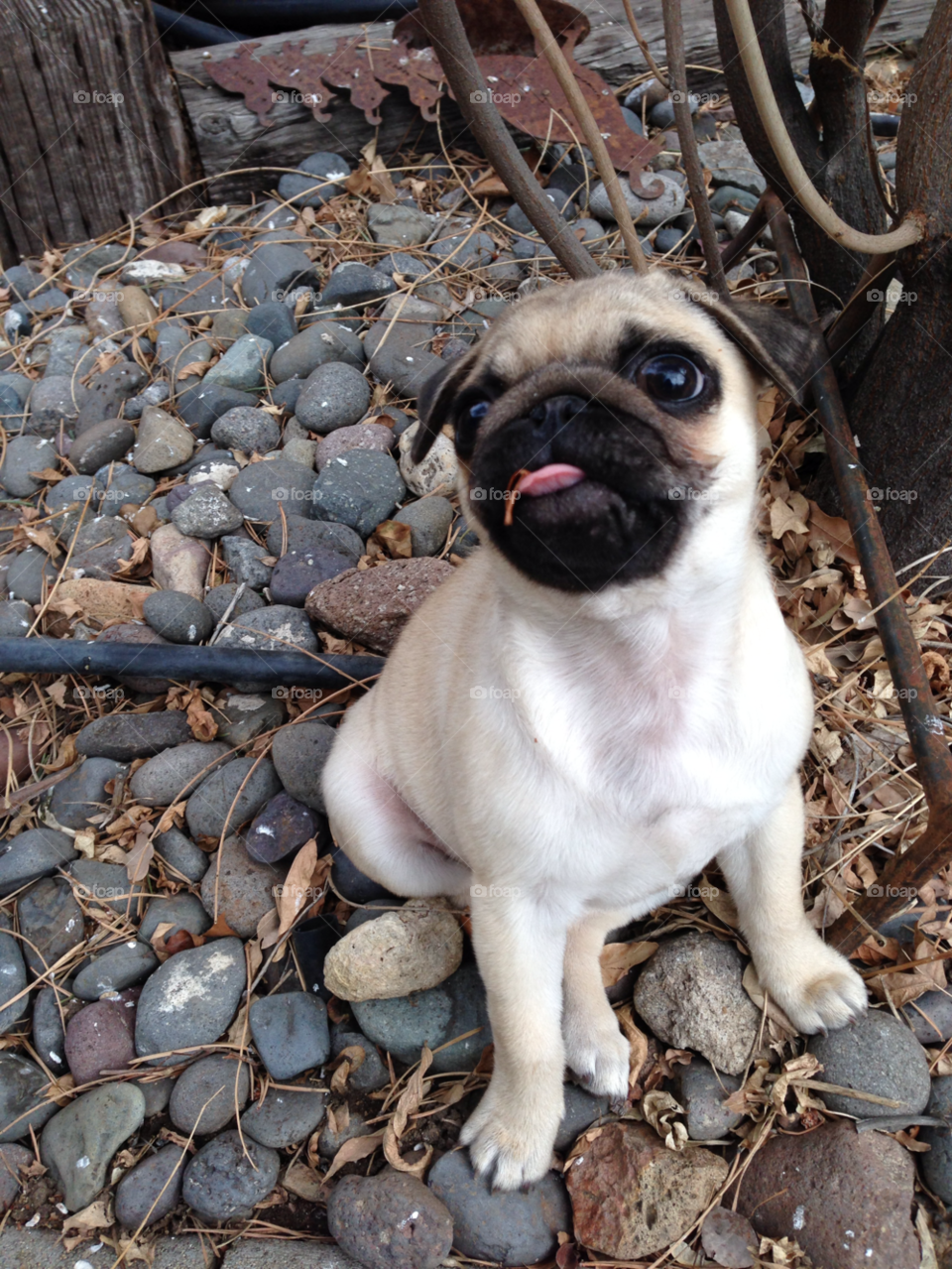 cute stones rocks animals by melody