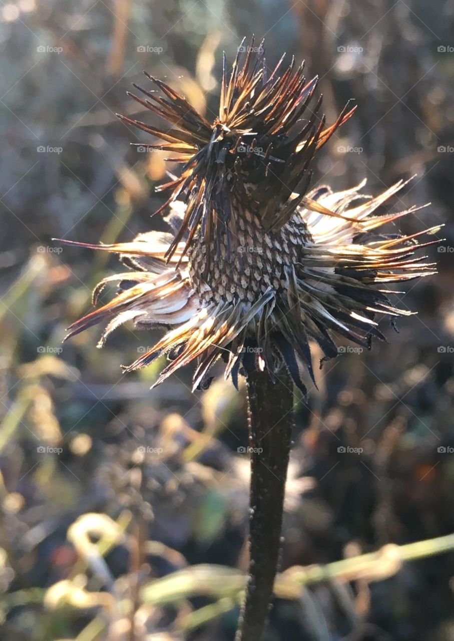 Coneflower after birds ate some seeds