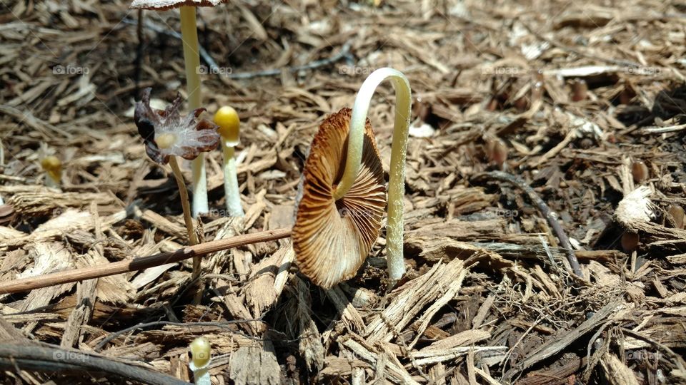 Nature, No Person, Wood, Food, Ground