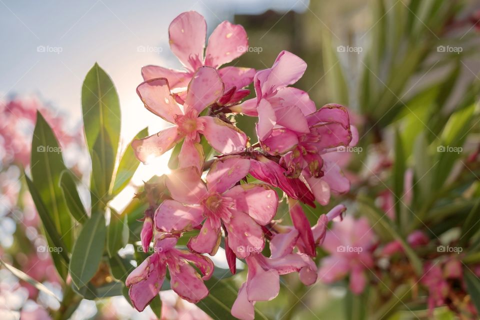 Beautiful Rocktrumpet flowers in the garden