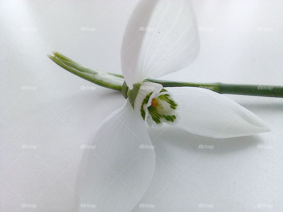 First flowers for the year. A single white snowdrop.