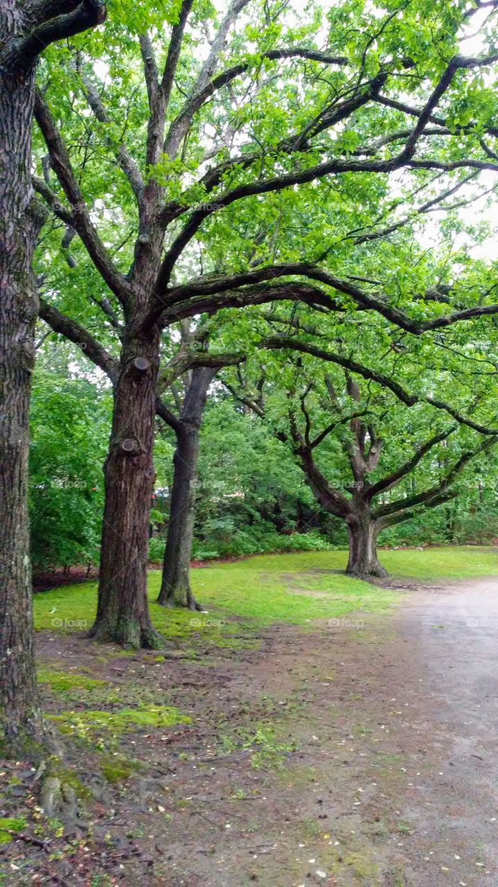 spring trees