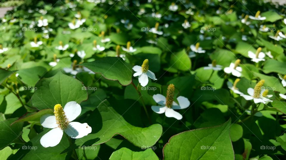 White Flowers